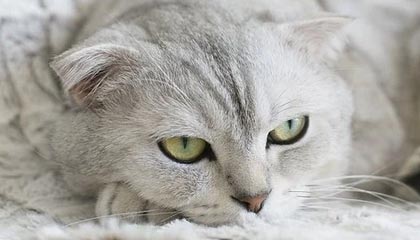 奥格斯堡取胜，继续保持稳定表现