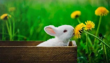 奥格斯堡取胜，继续保持稳定表现